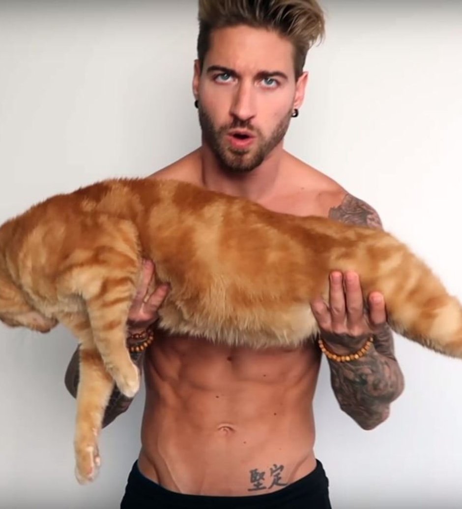 Накаченный кот