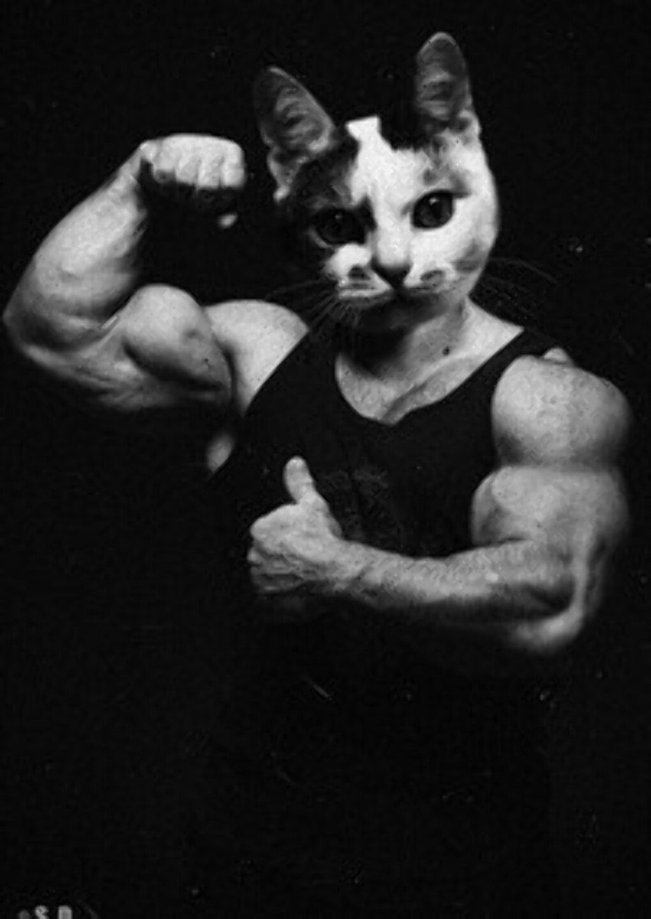 Кот в каске