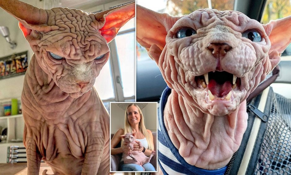 Злой канадский сфинкс