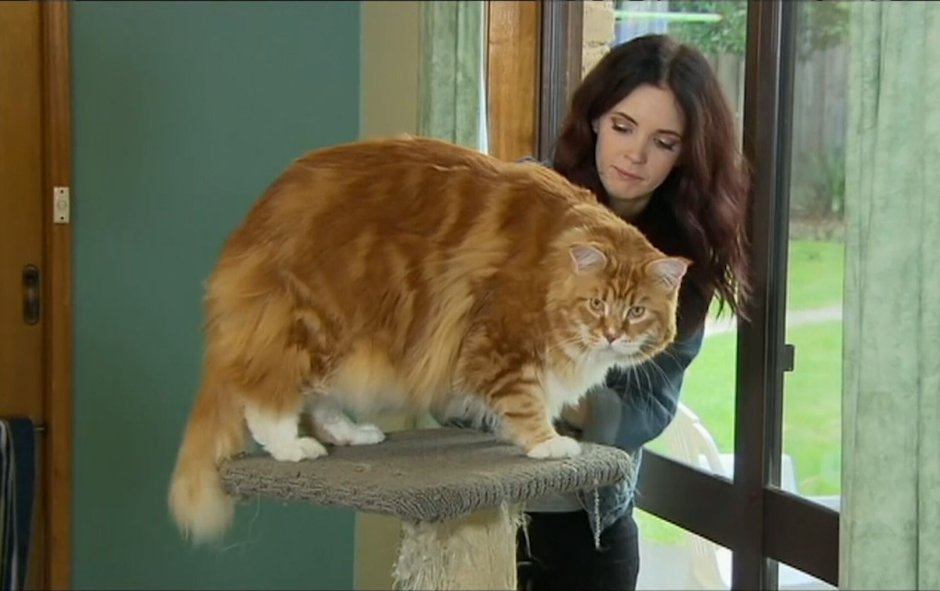 Накаченный кот