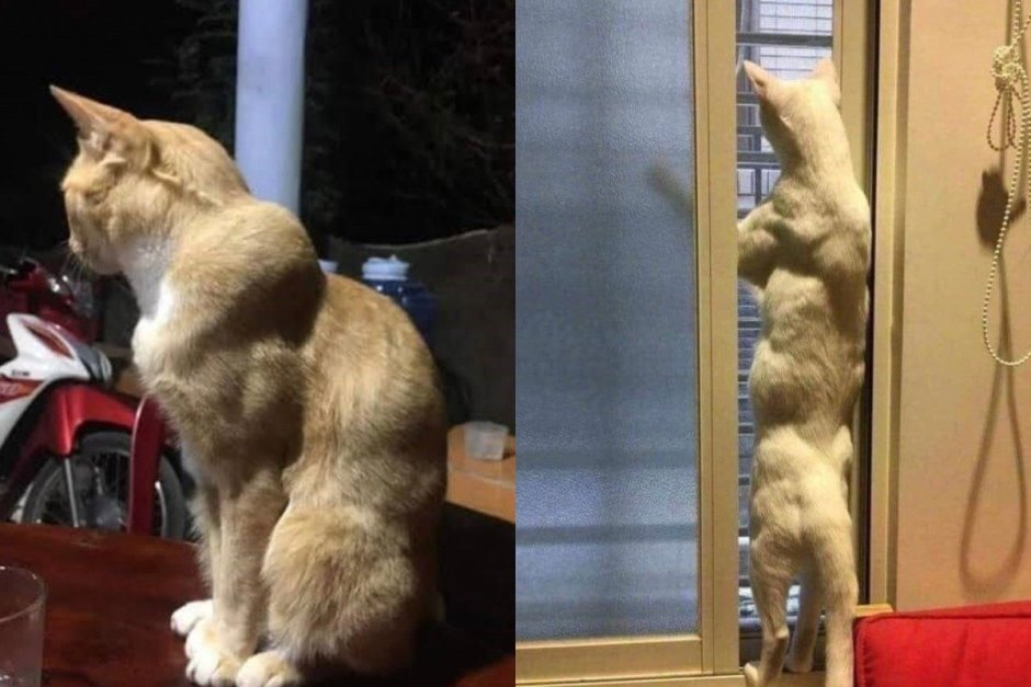 Накаченный сфинкс кот