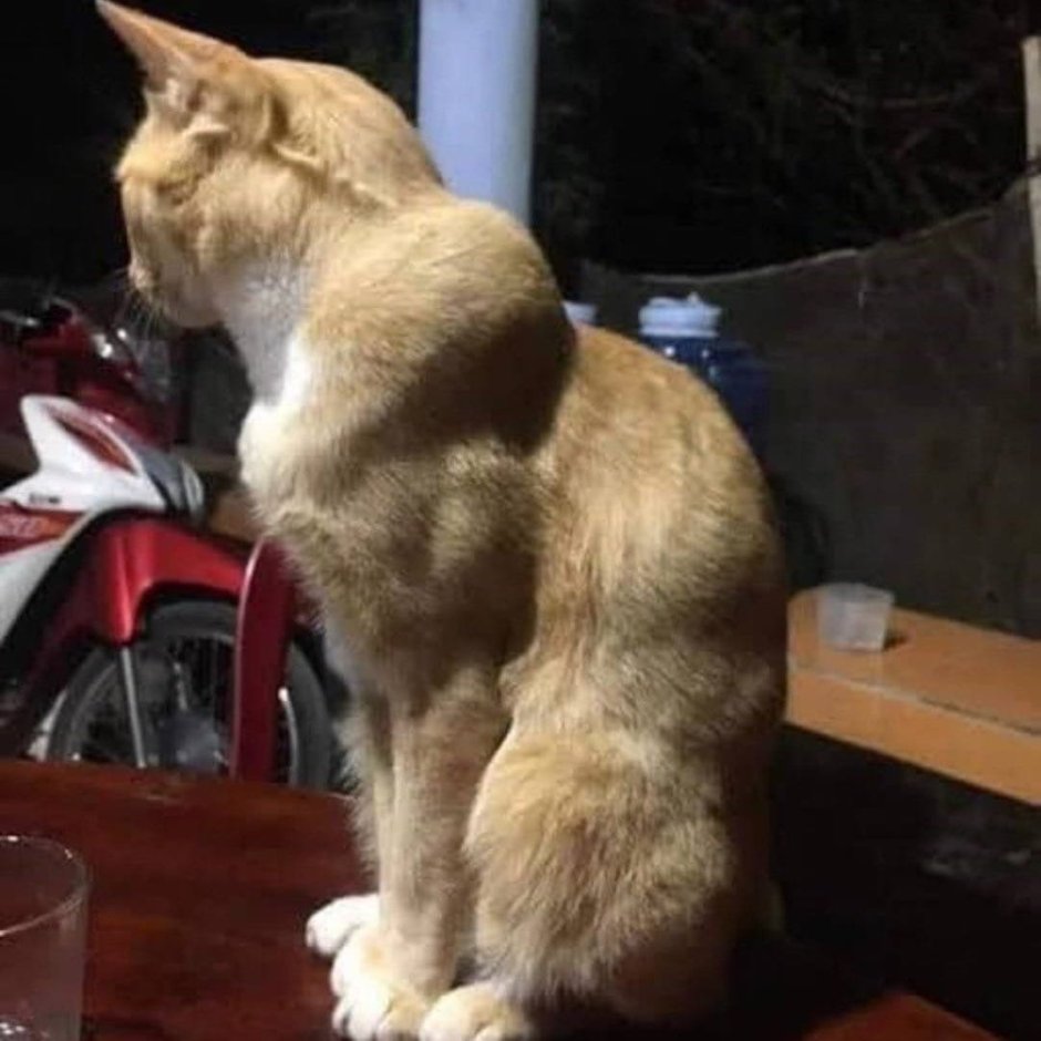 Кошка качок