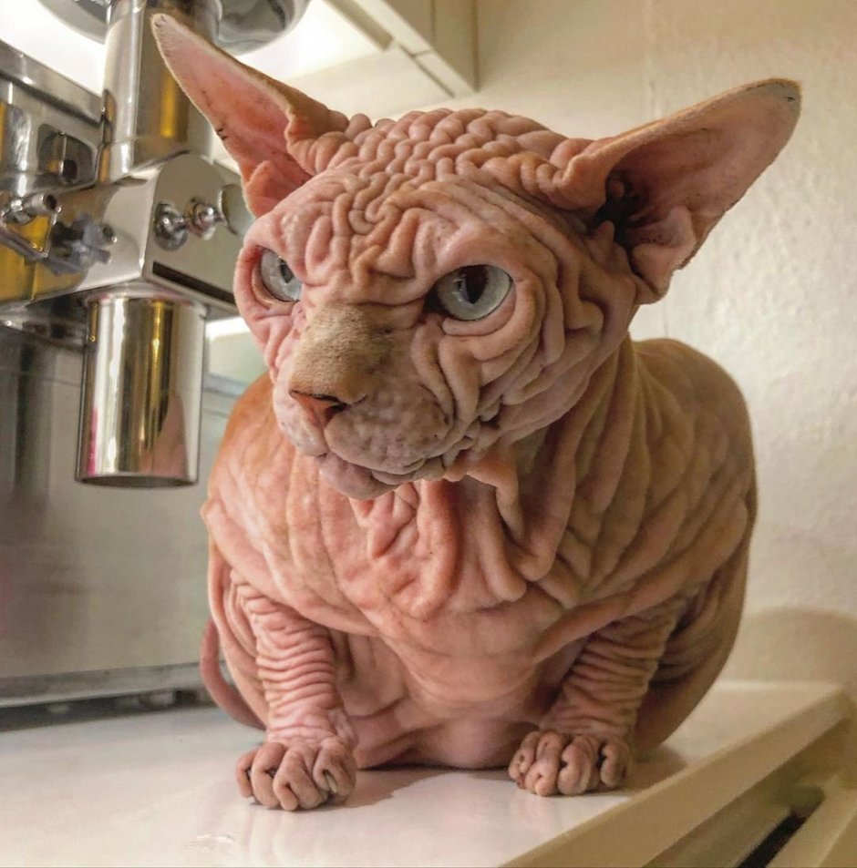 Морщинистый канадский сфинкс