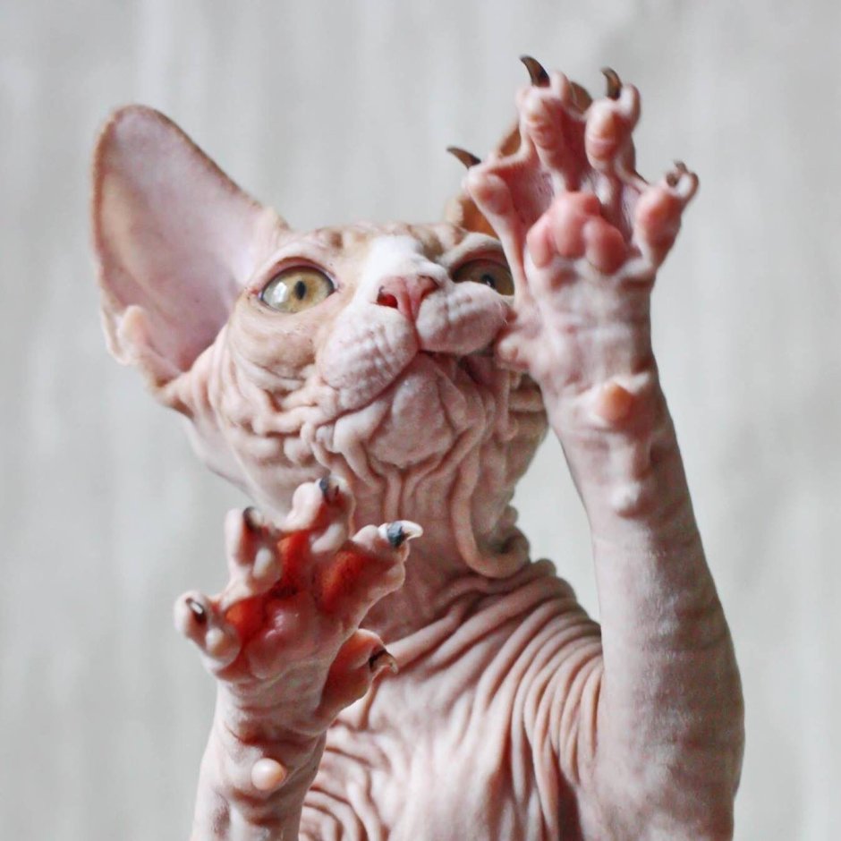 Лапы сфинкса кота