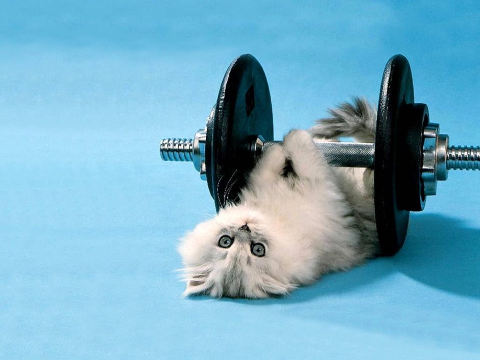 Gym Cat