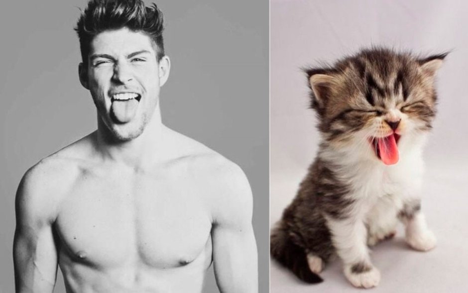 Накаченный котик