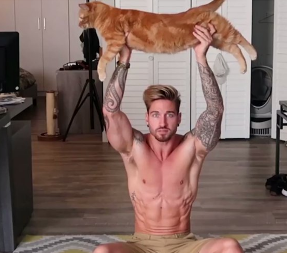 Кот спортсмен