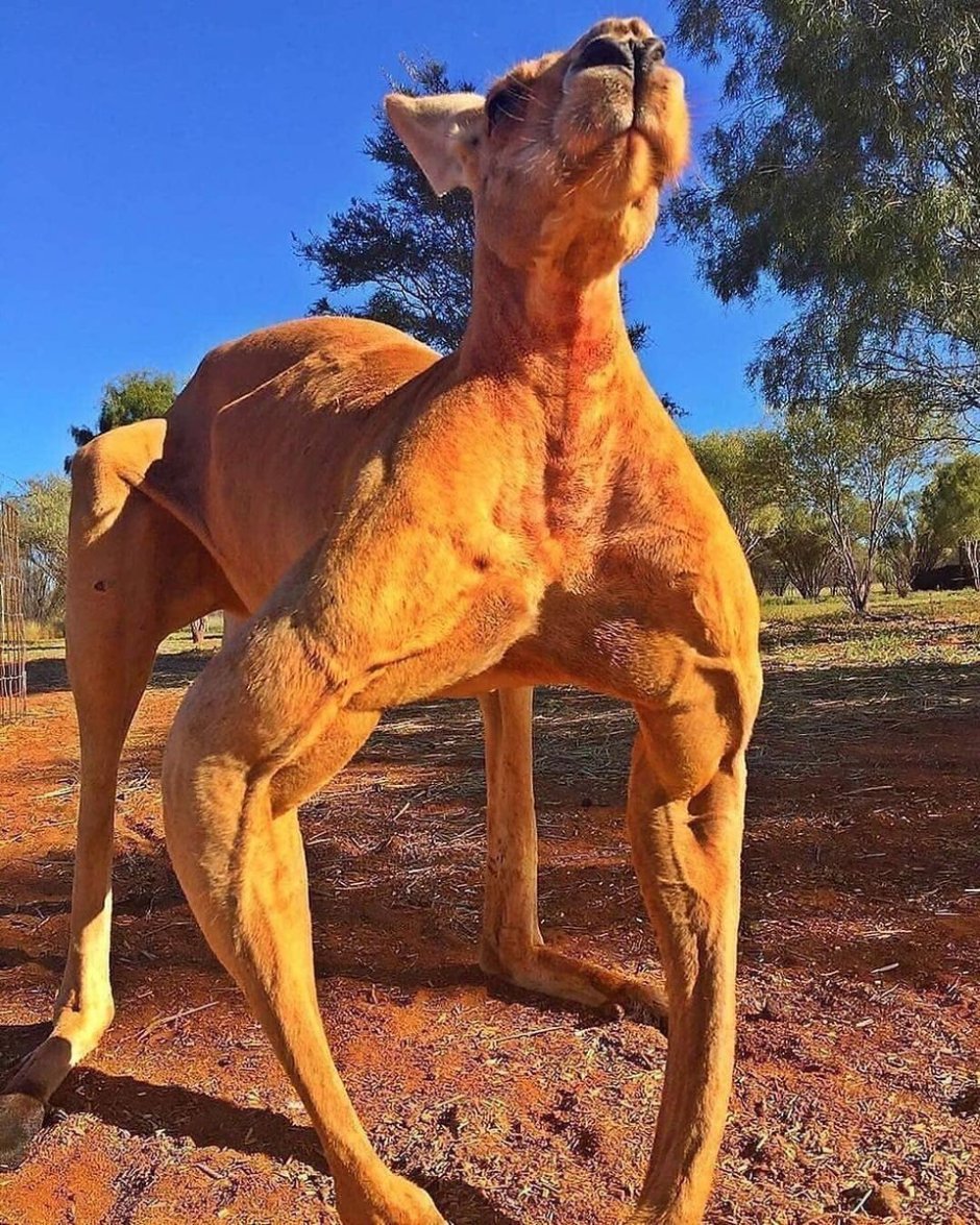Кенгуру Роджер из Австралии