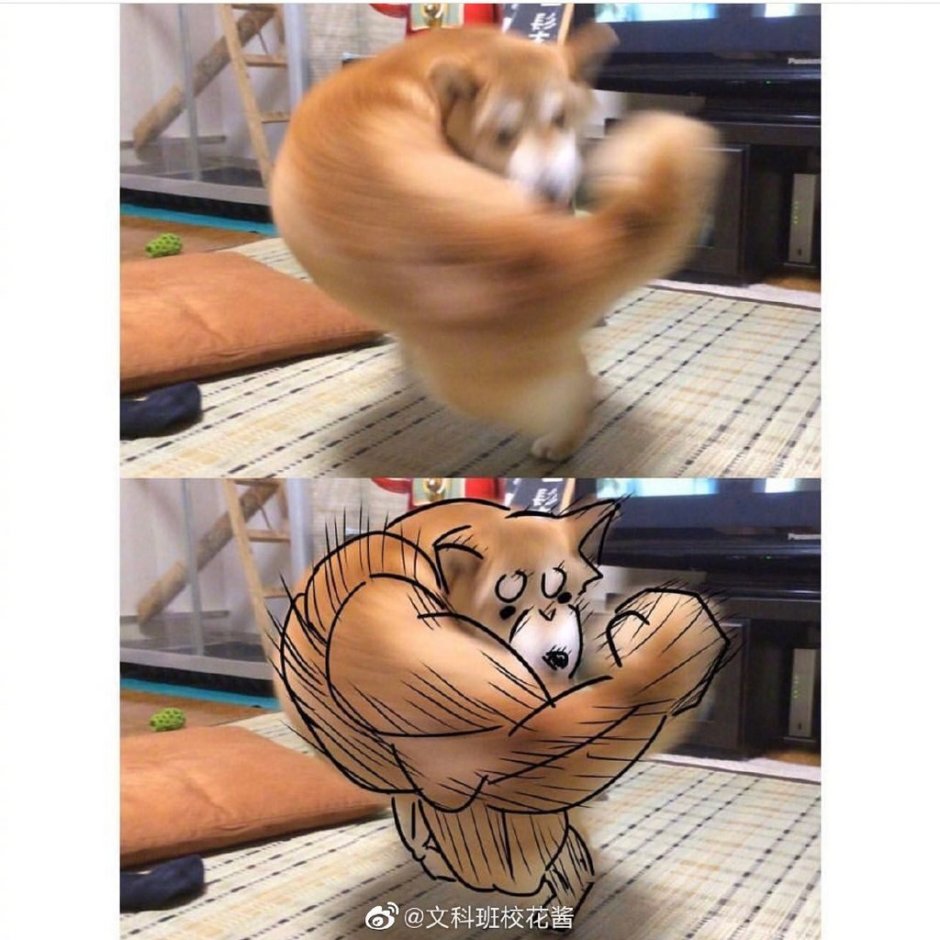 Мемы с накаченными животными