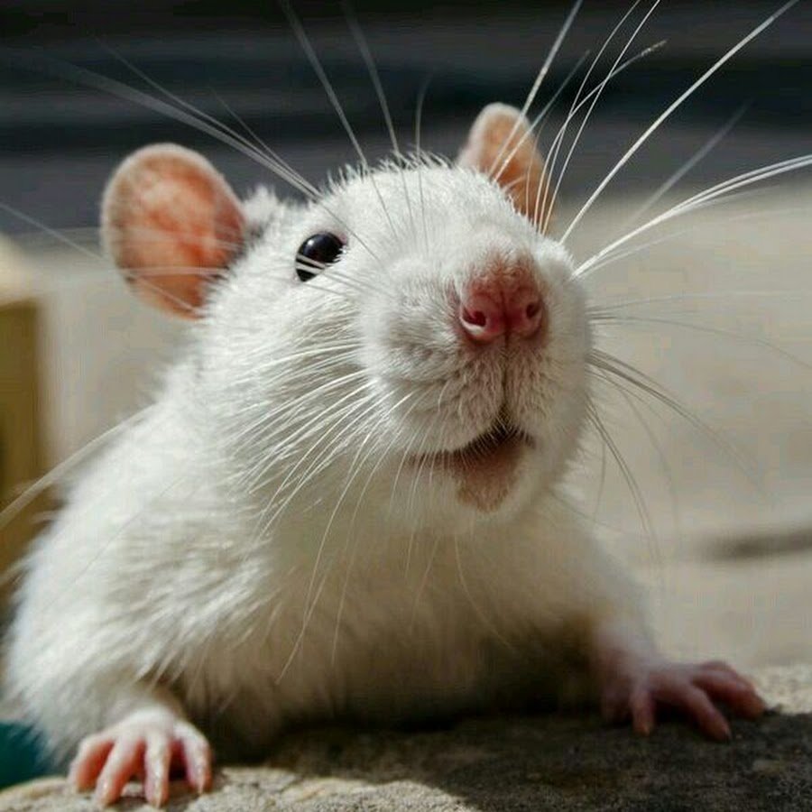 Морда крысы