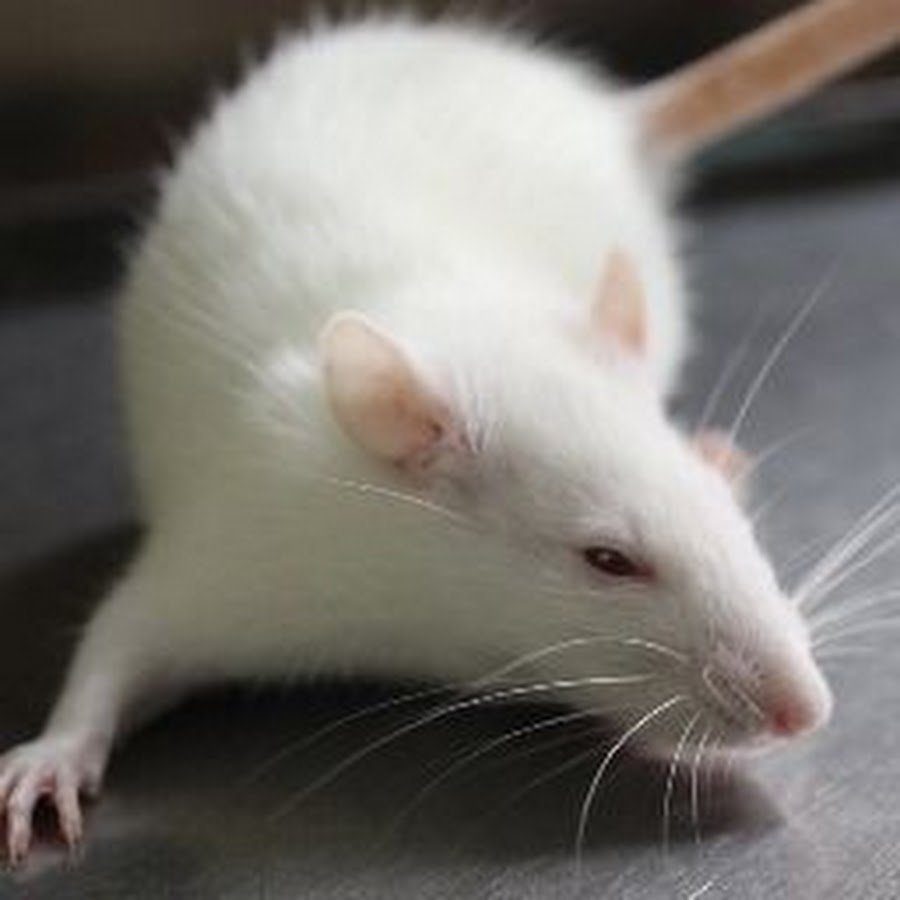 Крысы породы Вистар