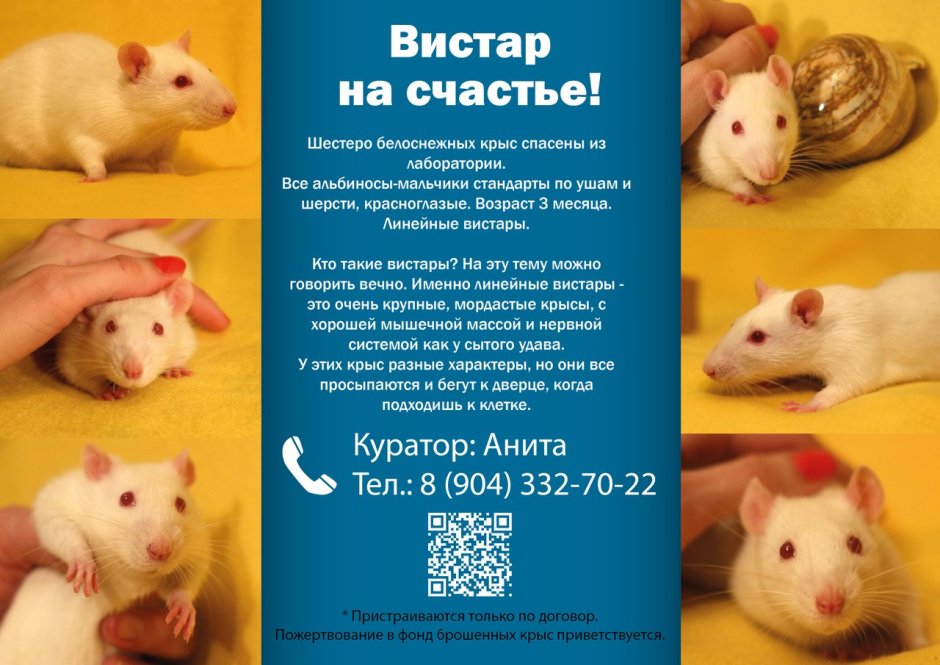 Крысы линии Вистар