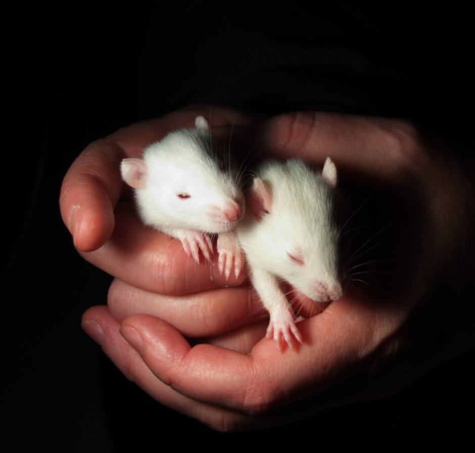 Лабораторные крысы Вистар
