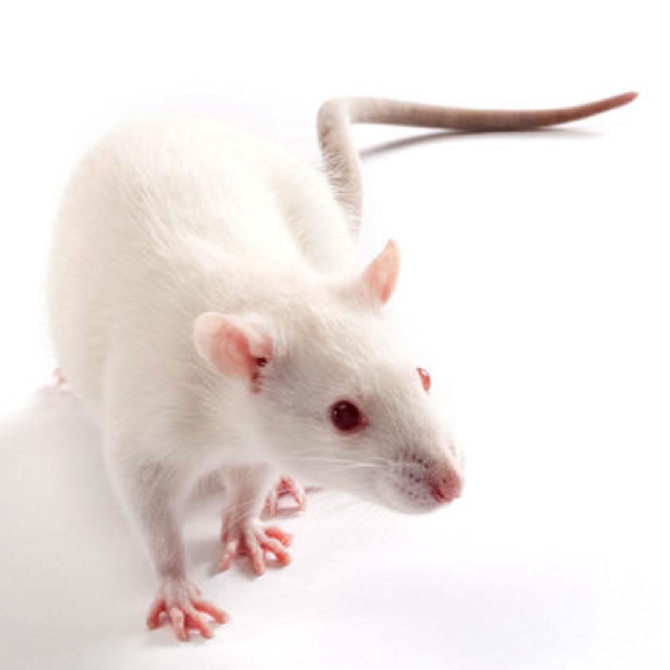Крысы породы Вистар