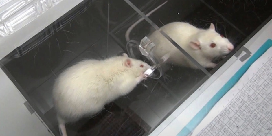 Важная крыса