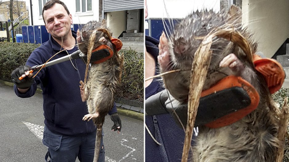 Белая мышь вид сверху