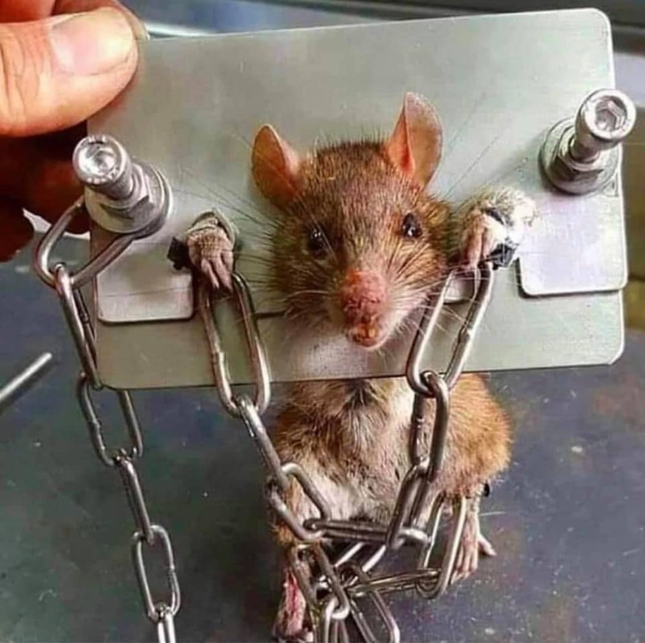 Крыса в перчатках