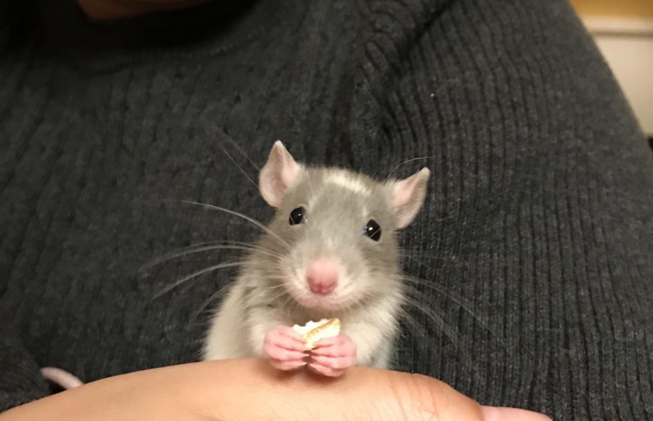 Крыса мини