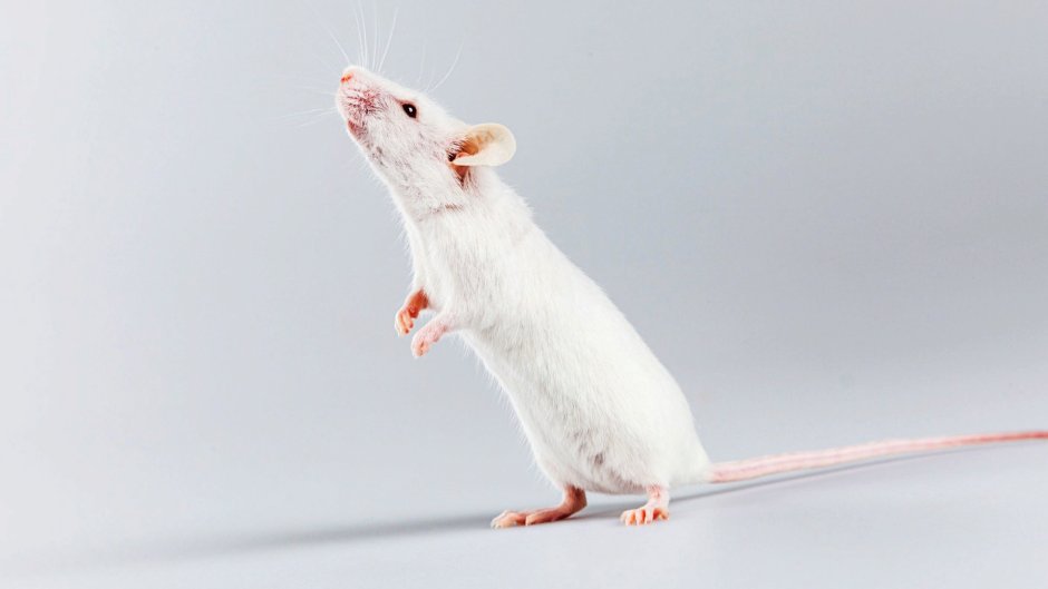 Белая мышь