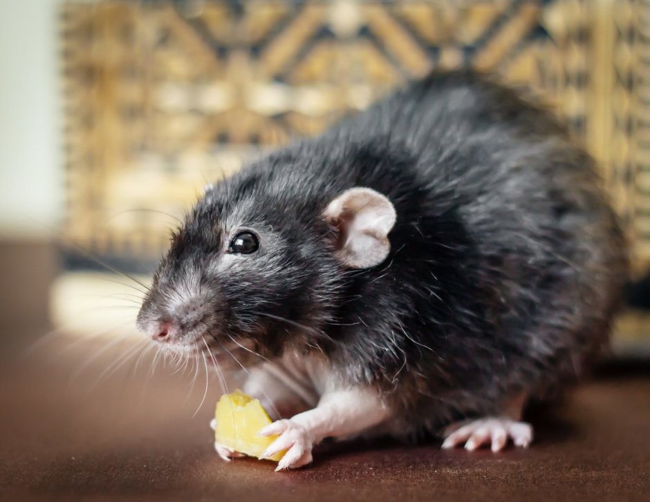 Белая декоративная крыса
