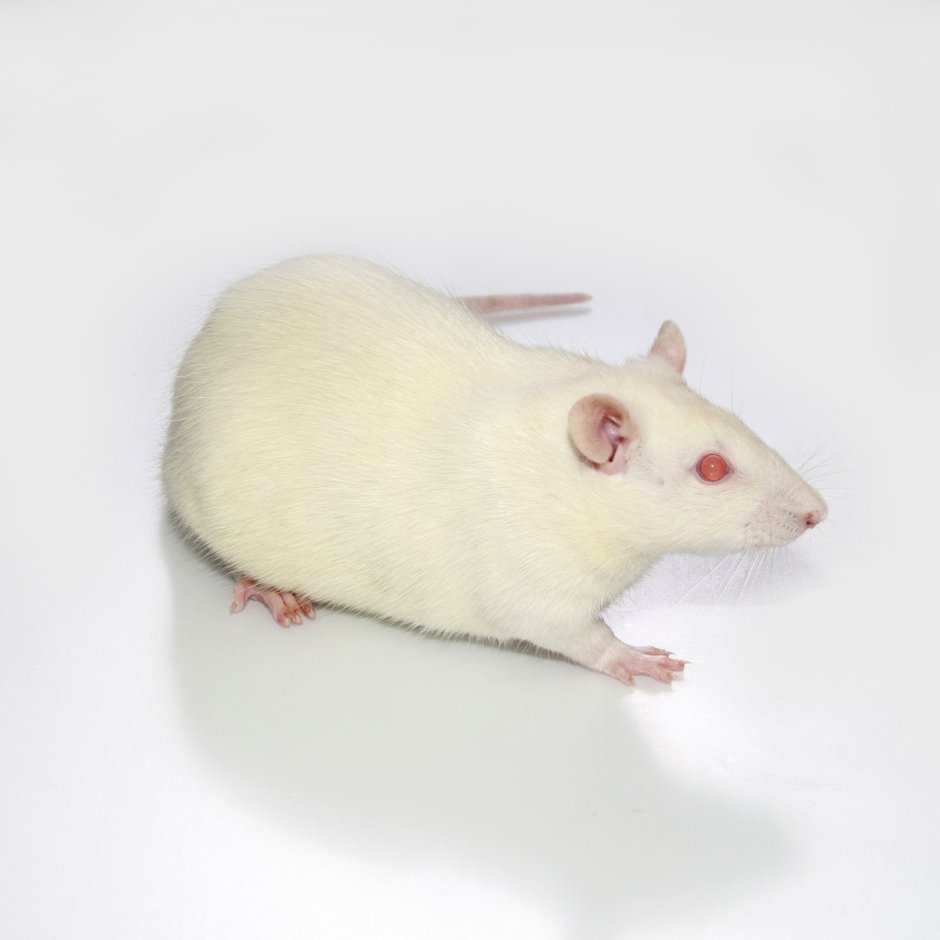 Крысы линии Вистар