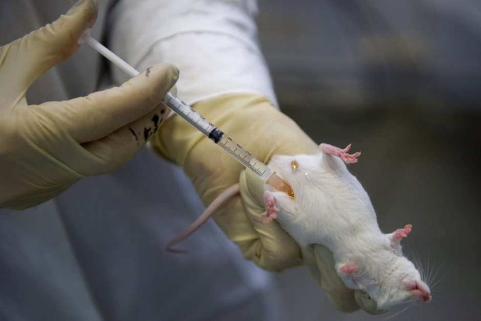 Лабораторная крыса