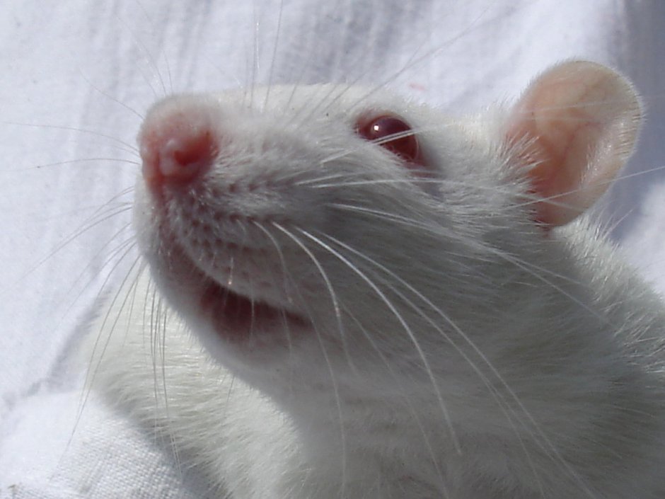 Красноглазая крыса