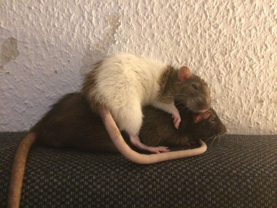 Мышь с сигаретой