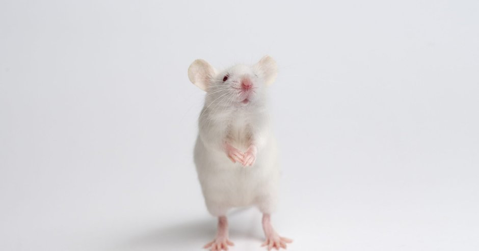 Белая лабораторная крыса Вистар