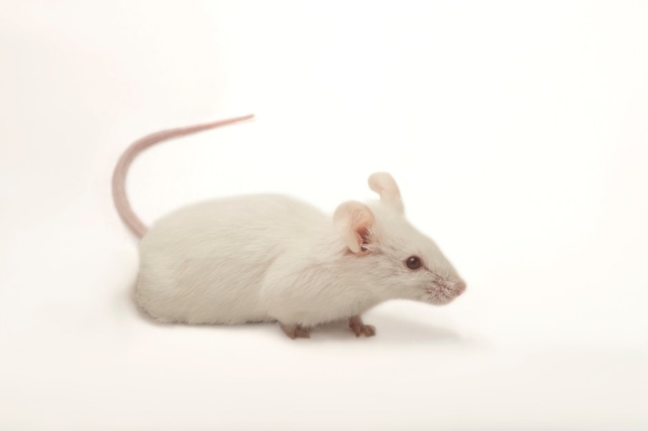 Крыса Манкс