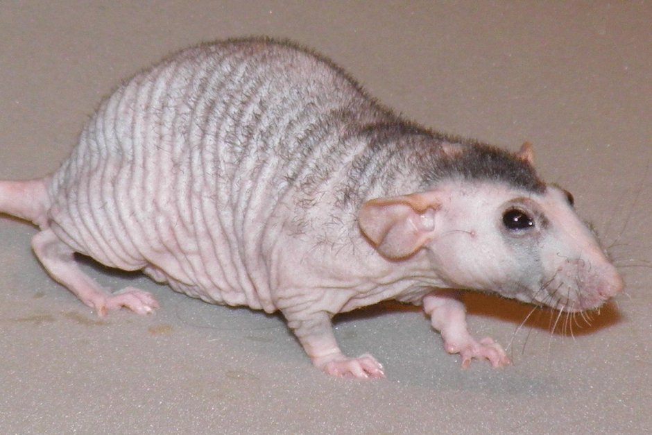 Крыса Песчанка