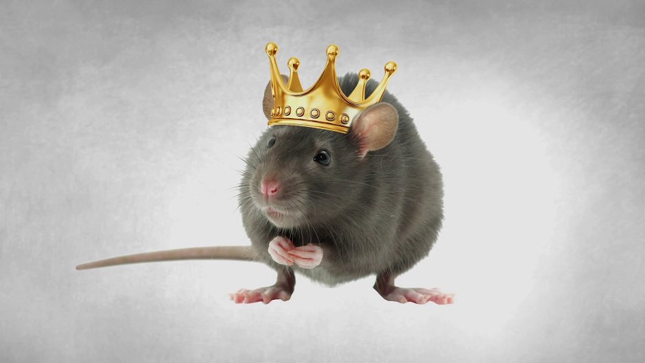 Внутреннее строение мыши