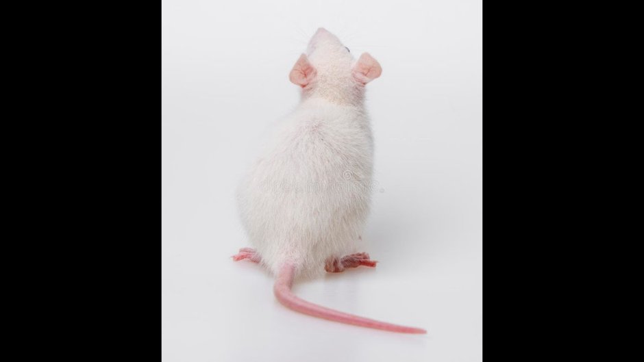 Размер домашней крысы