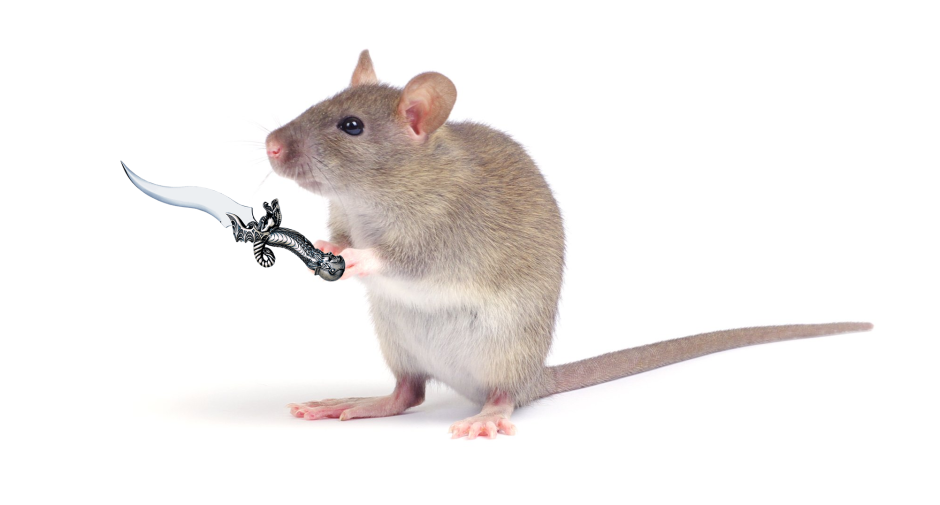 Лабораторная крыса альбинос