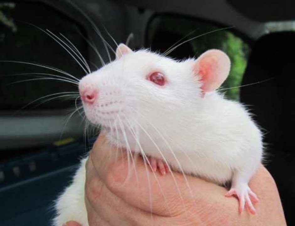 Кормовые мыши