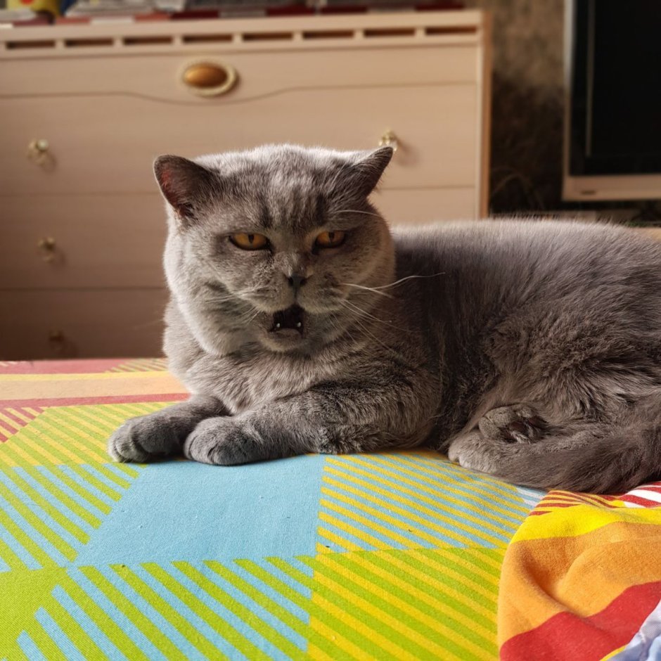 Русская голубая кошка метис