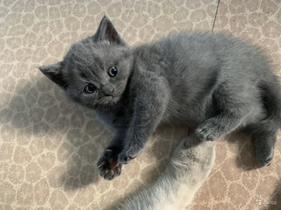 Котенок британец помесь