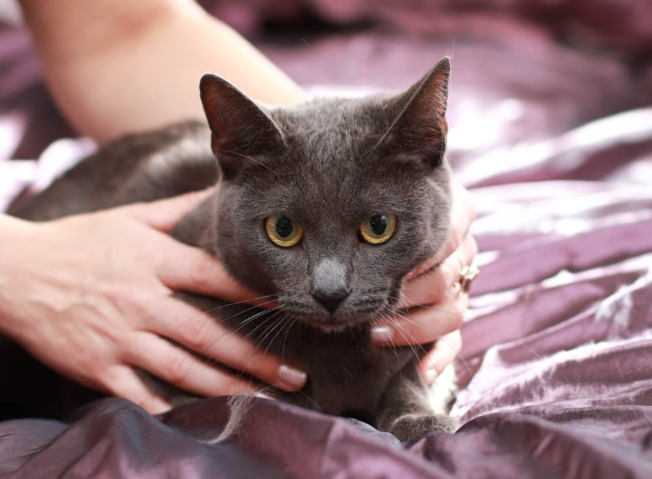 Кот метис британца