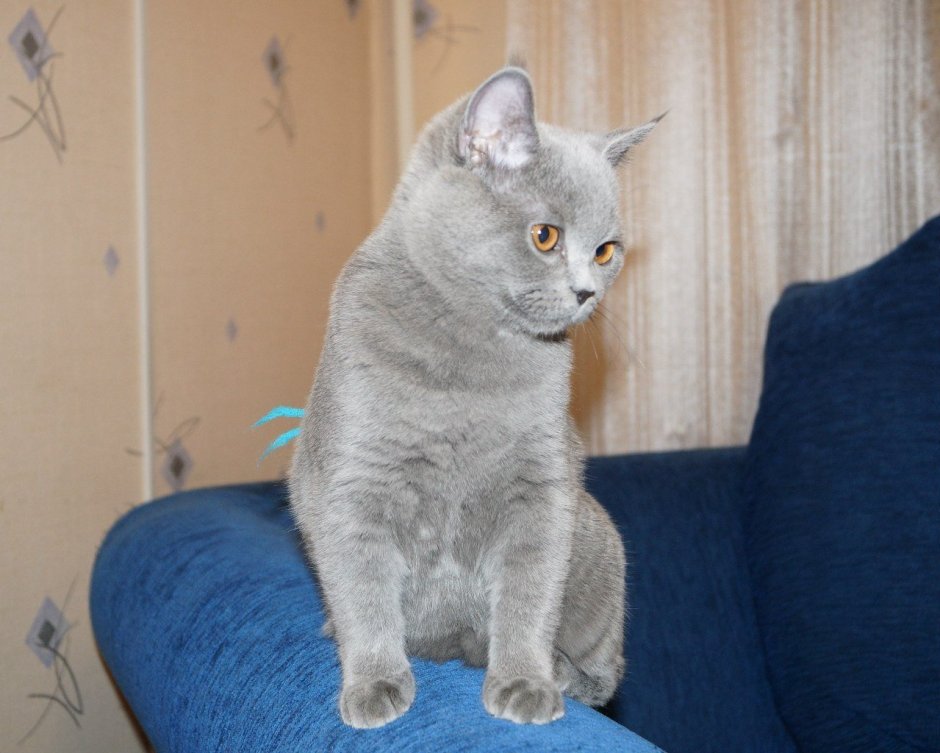 Сибирская кошка голубой табби