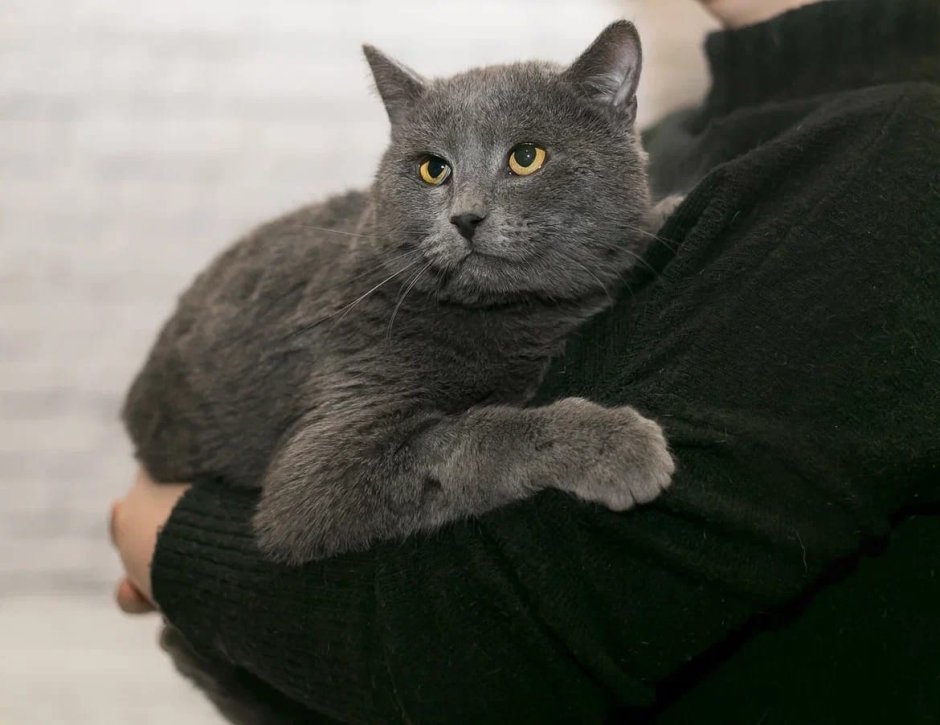 Шотландский прямоухий кот метис