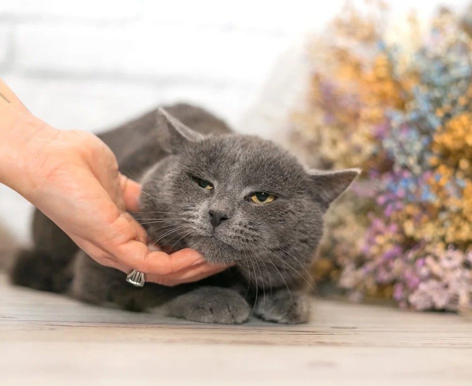 Британский кот полосатый