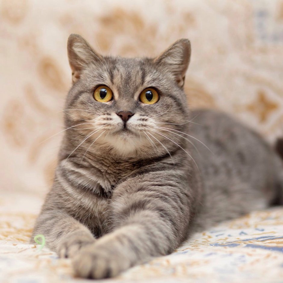 Метис британской кошки
