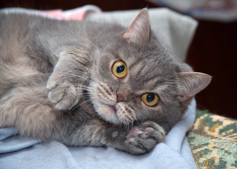 Кошка Маруся