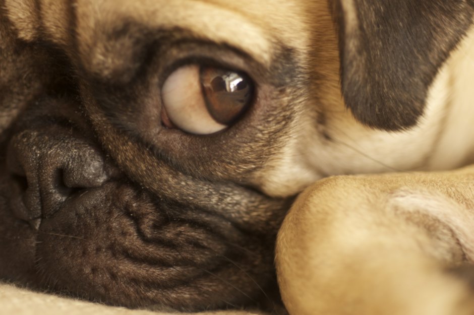 Pug Wallpaper 1920x1080