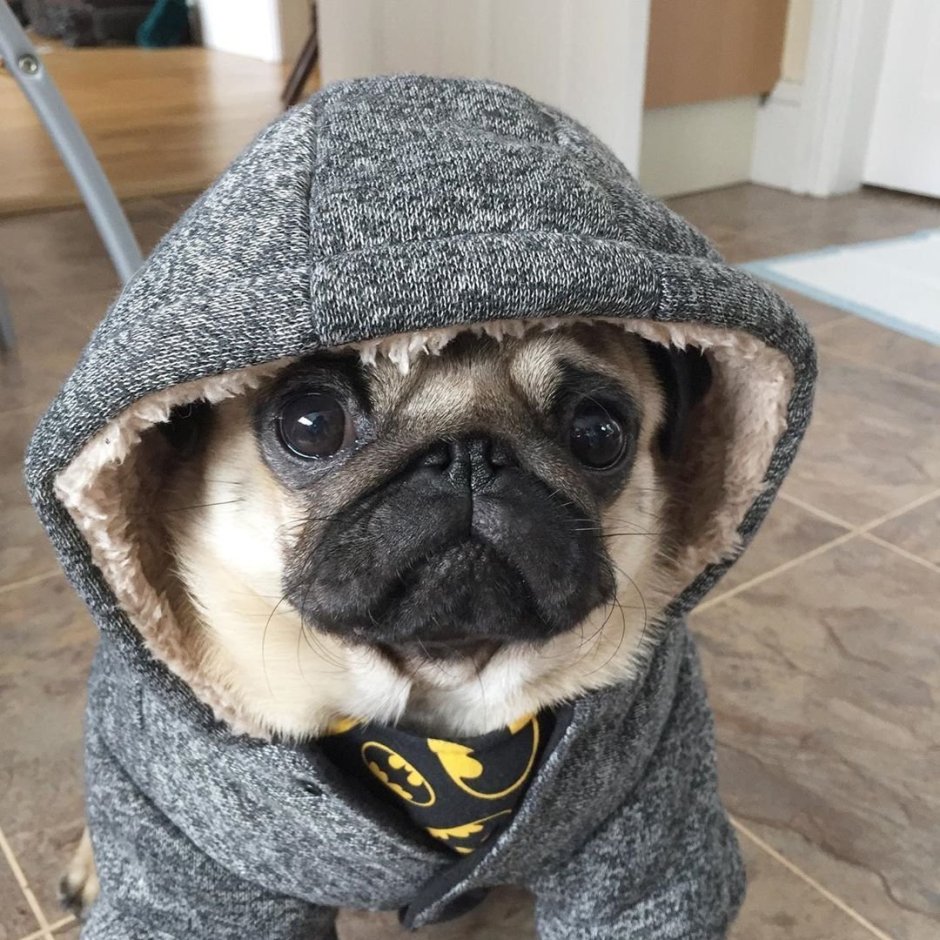 Живой Мопс