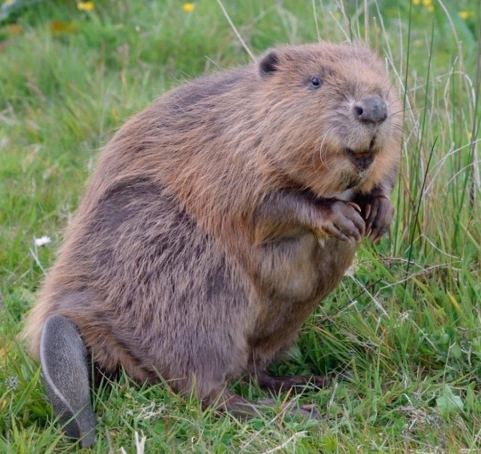 Канадский Бобр (Castor canadensis)