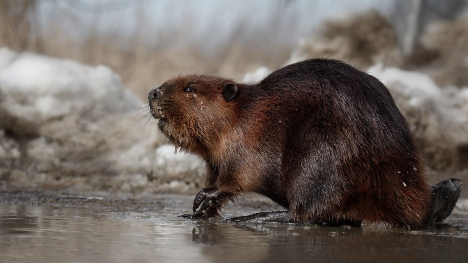 Канадский Бобр (Castor canadensis)