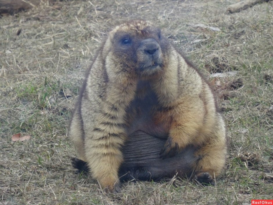 Вес сурка байбака