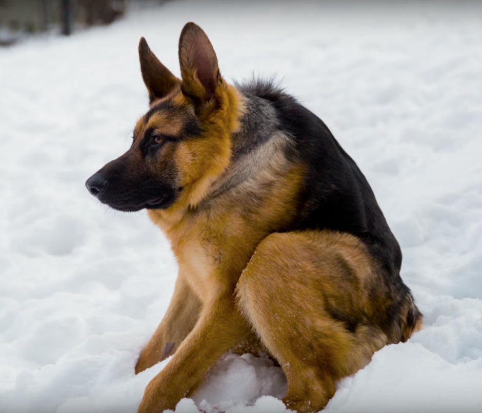 Немецкая овчарка k9