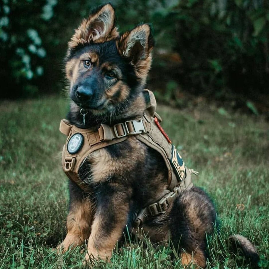Доберман k9